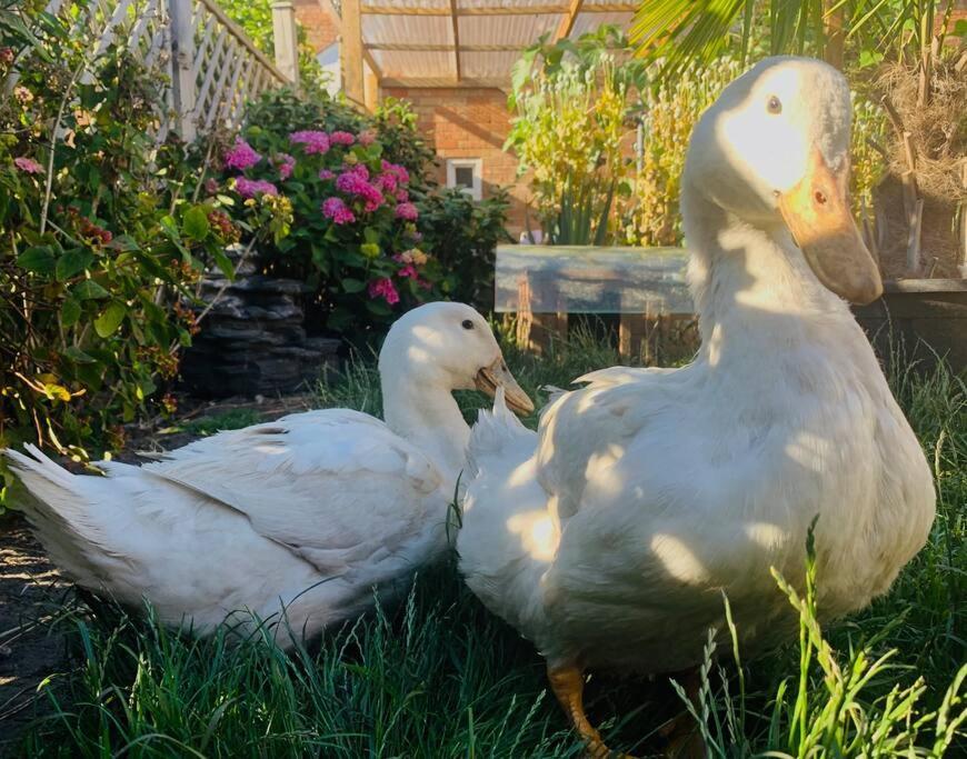 Duck Terrace With Gym Duckling Stays Kibworth Harcourt Exterior photo